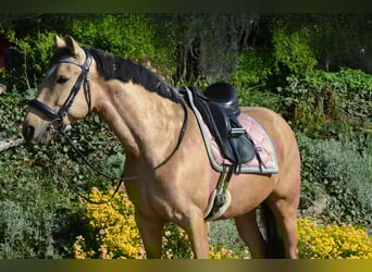 Andalusiër, Ruin, 4 Jaar, 154 cm, Buckskin