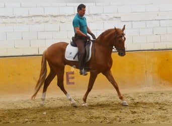 Andalusiër, Ruin, 4 Jaar, 154 cm, Vos