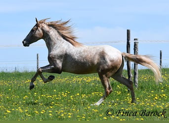 Andalusiër, Ruin, 4 Jaar, 155 cm, Appaloosa