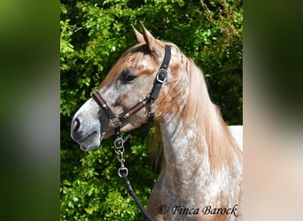Andalusiër, Ruin, 4 Jaar, 155 cm, Appaloosa