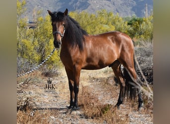 Andalusier, Wallach, 4 Jahre, 155 cm, Brauner