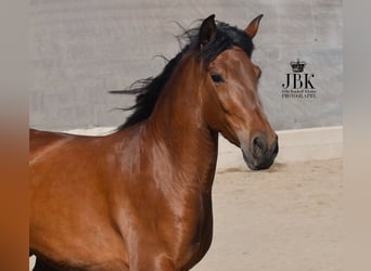 Andalusier, Wallach, 4 Jahre, 155 cm, Brauner