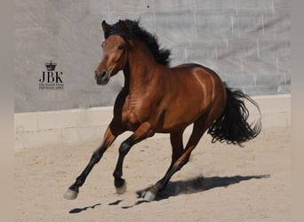 Andalusier, Wallach, 4 Jahre, 155 cm, Brauner