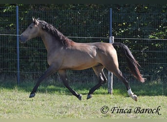 Andalusiër, Ruin, 4 Jaar, 155 cm, Buckskin
