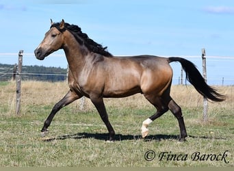 Andalusiër, Ruin, 4 Jaar, 155 cm, Buckskin