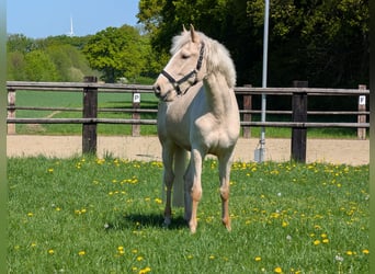 Andalusiër Mix, Ruin, 4 Jaar, 155 cm, Palomino
