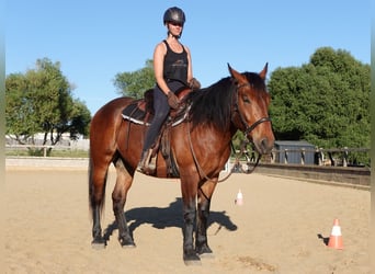 Andalusiër Mix, Ruin, 4 Jaar, 156 cm, Brauner