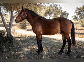 Andalusiër Mix, Ruin, 4 Jaar, 156 cm, Brauner