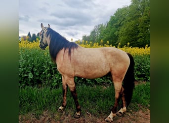Andalusiër, Ruin, 4 Jaar, 156 cm, Falbe