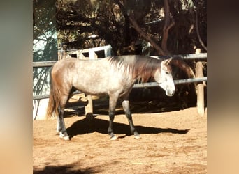 Andalusiër, Ruin, 4 Jaar, 156 cm, Schimmel