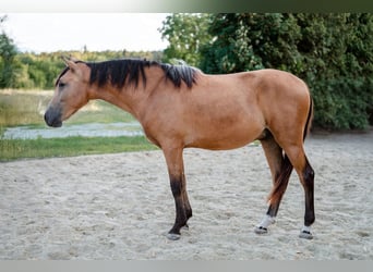 Andalusiër, Ruin, 4 Jaar, 158 cm, Buckskin
