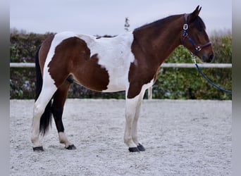 Andalusiër, Ruin, 4 Jaar, 160 cm, Gevlekt-paard