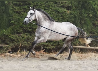 Andalusiër, Ruin, 4 Jaar, 160 cm, Schimmel