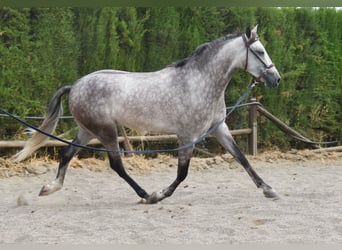 Andalusiër, Ruin, 4 Jaar, 160 cm, Schimmel