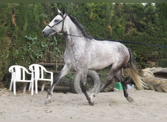 Andalusiër, Ruin, 4 Jaar, 160 cm, Schimmel