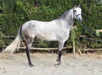 Andalusiër, Ruin, 4 Jaar, 160 cm, Schimmel