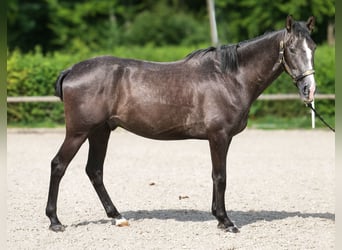 Andalusiër, Ruin, 4 Jaar, 160 cm, Zwartschimmel