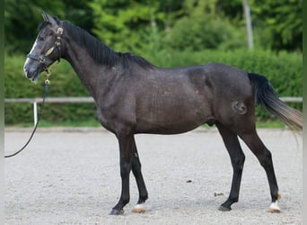 Andalusiër, Ruin, 4 Jaar, 160 cm, Zwartschimmel