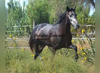 Andalusiër, Ruin, 4 Jaar, 161 cm, Zwartschimmel