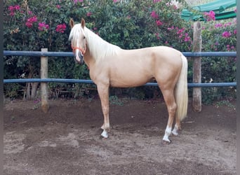 Andalusiër, Ruin, 4 Jaar, 162 cm, Palomino