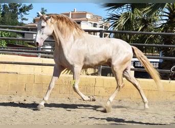 Andalusiër, Ruin, 4 Jaar, 164 cm, Pearl