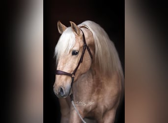 Andalusiër, Ruin, 4 Jaar, 165 cm, Palomino