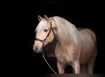 Andalusiër, Ruin, 4 Jaar, 165 cm, Palomino