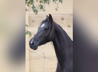 Andalusiër Mix, Ruin, 4 Jaar, Donkerbruin