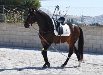 Andalusiër, Ruin, 5 Jaar, 151 cm, Donkerbruin