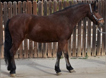 Andalusiër, Ruin, 5 Jaar, 152 cm, Brauner