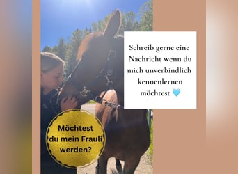 Andalusiër Mix, Ruin, 5 Jaar, 152 cm, Bruin
