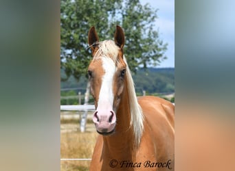 Andalusiër, Ruin, 5 Jaar, 152 cm, Palomino