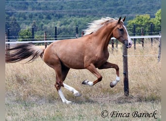 Andalusiër, Ruin, 5 Jaar, 152 cm, Palomino