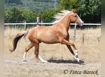 Andalusiër, Ruin, 5 Jaar, 152 cm, Palomino