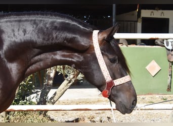 Andalusiër, Ruin, 5 Jaar, 153 cm, Zwart