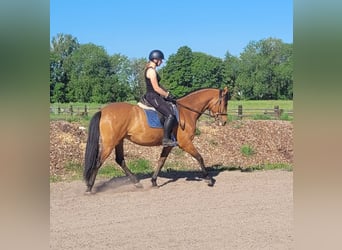 Andalusiër Mix, Ruin, 5 Jaar, 156 cm, Bruin