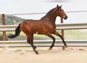 Andalusiër, Ruin, 5 Jaar, 157 cm, Bruin