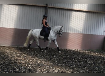 Andalusiër Mix, Ruin, 5 Jaar, 158 cm, Appaloosa