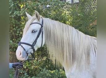 Andalusier, Wallach, 5 Jahre, 158 cm, Apfelschimmel