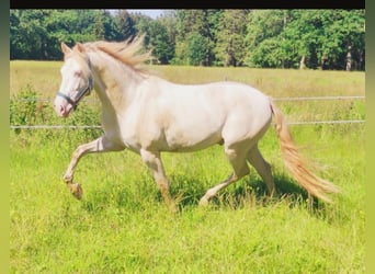 Andalusiër, Ruin, 5 Jaar, 158 cm, Cremello