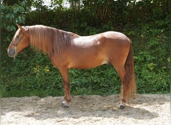 Andalusiër, Ruin, 5 Jaar, 160 cm, Vos