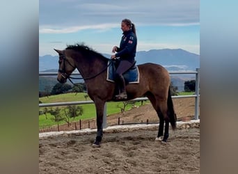 Andalusiër Mix, Ruin, 5 Jaar, 161 cm, Buckskin