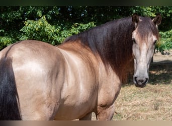 Andalusiër, Ruin, 5 Jaar, 161 cm, Buckskin