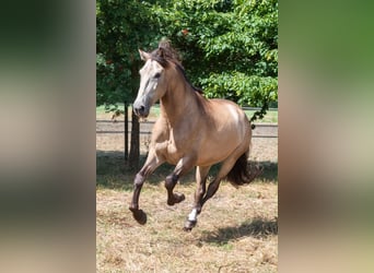 Andalusiër, Ruin, 5 Jaar, 161 cm, Buckskin