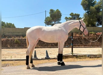 Andalusiër Mix, Ruin, 5 Jaar, 161 cm, Cremello