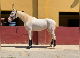 Andalusiër Mix, Ruin, 5 Jaar, 161 cm, Cremello