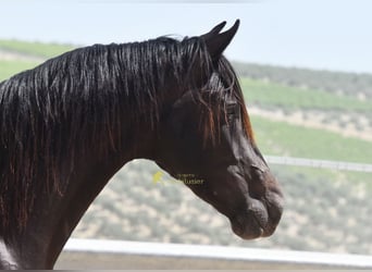 Andalusiër, Ruin, 5 Jaar, 161 cm, Falbe