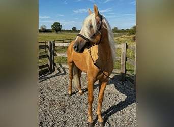 Andalusiër, Ruin, 5 Jaar, 164 cm, Palomino