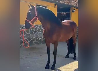 Andalusiër, Ruin, 5 Jaar, 165 cm, Bruin