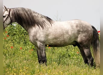 Andalusiër, Ruin, 5 Jaar, 165 cm, Schimmel